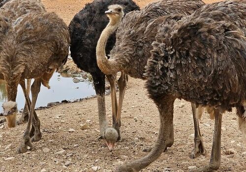 Feeding the Ostriches